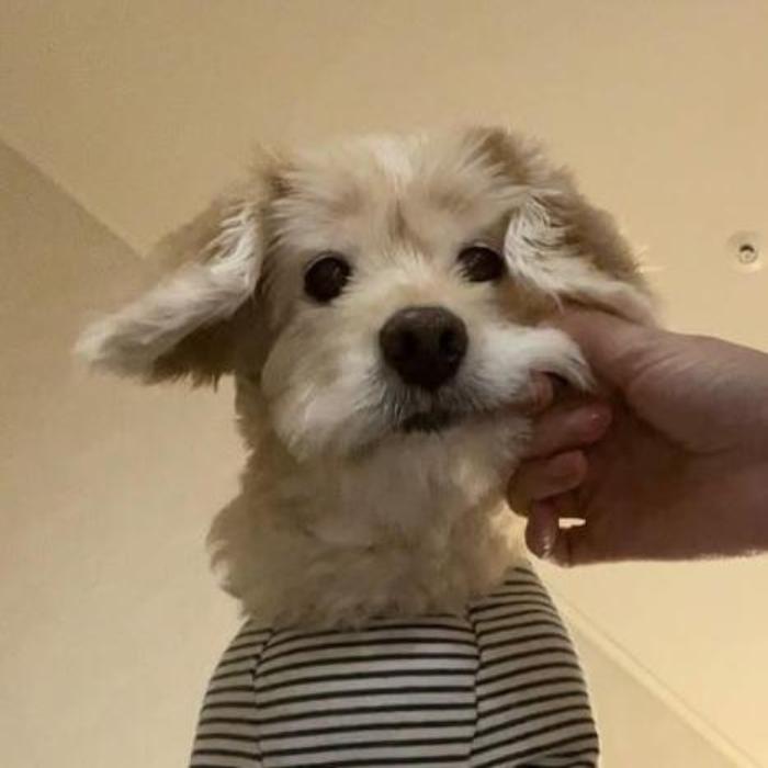 Hình ảnh chó mặt ngu cute
